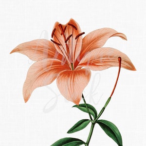 Orange Flower Clipart "Fire Lily" Digital Download Printable Image, Botanical Illustration for Invitations, Collages, Wall Art Decor...