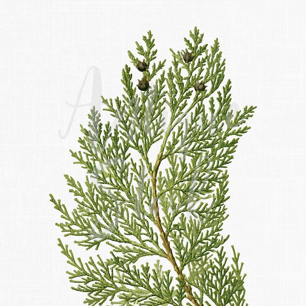 Leaf Clipart Printable Art "Oriental Thuja" Cypress Digital Download Printable Image for Crafts, Wall Art, Collage, Scrapbook...