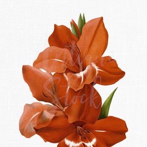 Images clipart fleurs « Glaïeul rouge » Illustration botanique antique en téléchargement numérique pour impressions, collages, découpage, faire-parts...
