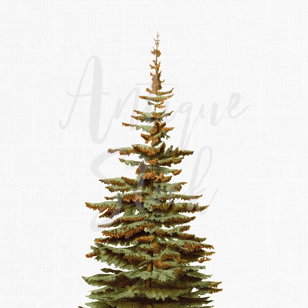 Sublimation Tree Clip Art "White Spruce" PNG / JPG Printable Botanical Illustration for Crafts, Decoupage, Invitations...
