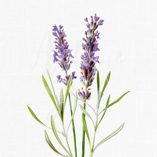 PNG + JPG Vintage Herb Image "Common Lavender" Botanical Illustration, Digital Download for Wall Art, Wedding Invitations, Crafts...