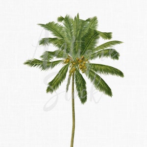 Palmboom clipart "Coconut" digitale download afdrukbare PNG- en JPG-afbeeldingen voor uitnodigingen, collages, kunst aan de muur wordt afgedrukt, decoupage...