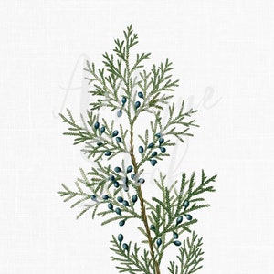 Puede incluir: Una rama de cedro con bayas de color azul oscuro. La rama de cedro tiene muchas pequeñas agujas verdes.