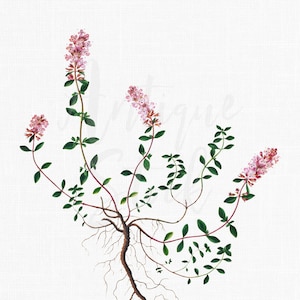 Vintage Clip Art "Pink Thyme" Botanische Instant Download kunst voor scrapbook, grafisch ontwerp, kunst aan de muur, collages, papierambachten, kaarten maken...