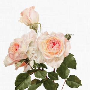 Botanical Illustration, Flower Clipart &quot;A. Rivoire Rose&quot; Digital Download Image for Wall Art Prints, Scrapbooking, Collages, DIY Crafts...