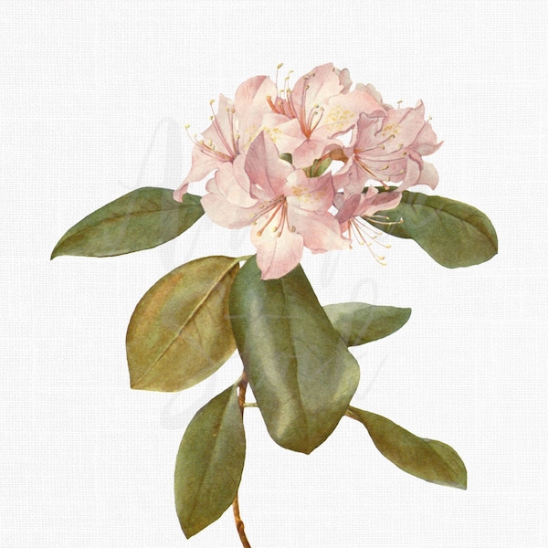 Pink Flower "Carolina Azalea" Printable Botanical, Digital Download PNG File for Wedding Invitations, Scrapbook, Prints, Collages...