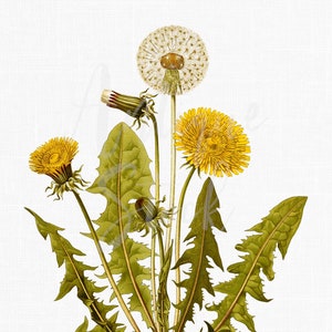 Herb Decor, Plant Clipart "Common Dandelion" Botanical Illustration Digital Download for Wall Art Prints, Invitations, Collages, Crafts...