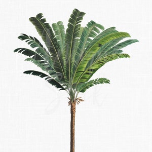 Illustration botanique, Palm Tree Clipart, Image imprimable « Troolie Palm » PNG et JPG pour la décoration murale, l’impression, l’artisanat, les collages...