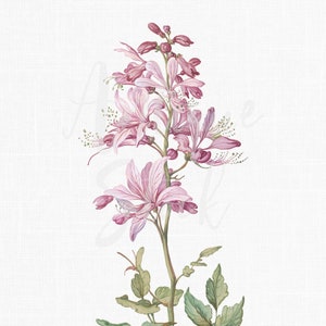 Różowy kwiat Clipart "Gorejący krzew" Akwarela PNG do wydrukowania Obraz, cyfrowe pobieranie ilustracji botanicznych na zaproszenia, kolaże...