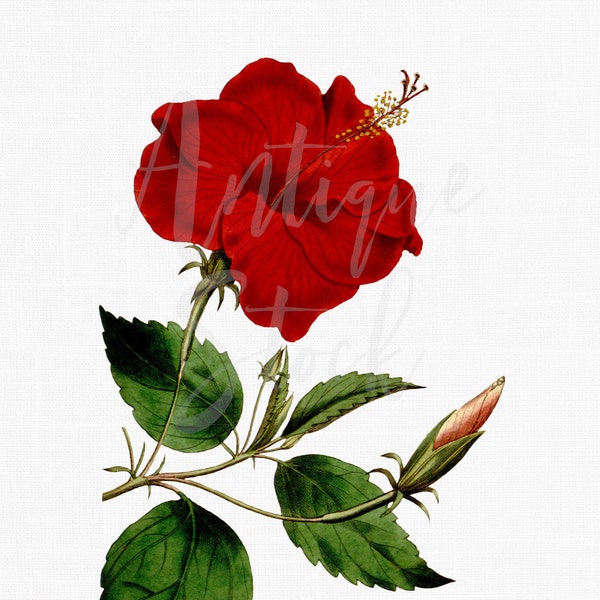 Image de fleur d’hibiscus rouge « Hibiscus hawaïen » dessin imprimable vintage pour scrapbooking numérique, cartes, invitations, artisanat, transferts...