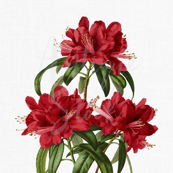 Flower Clipart "Rhododendron Rovelli" Vintage Botanical Print, Digital Download Illustration for Crafts, Sublimation, Wall Decor...