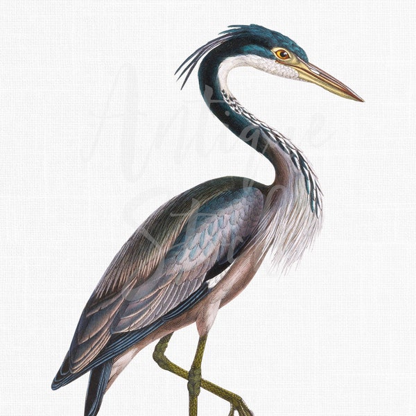 PNG Bird Clipart "Black-headed Heron" Printable Digital Download Image for Wall Art Prints, Decoupage, Scrapbook, Collages...