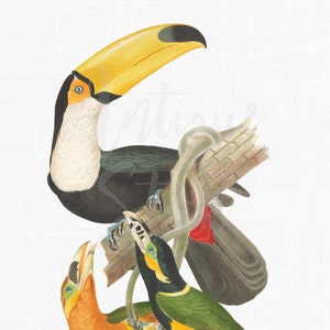 Clipart "Toucan & Aracaris" Vintage Graphics, Printable Bird Illustration, Digital Download for Sublimation, Crafts, Wall Art, Collages...