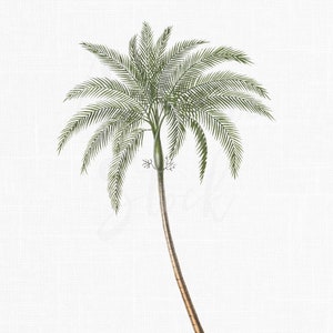 Palm Tree Clipart « Hurricane Palm » Téléchargement numérique Images PNG et JPG imprimables pour invitations, collages, impressions d’art mural, découpage...