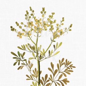 Herb Clipart &quot;Rue&quot; PNG + JPG Vintage Images, Printable Digital Download for Wall Art Prints, Collages, Crafts...