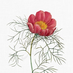 Flower Clip Art « Fern Leaf Peony » Téléchargement numérique pour décor, collages, graphisme, fabrication de cartes, fabrication de papier, album, art mural...