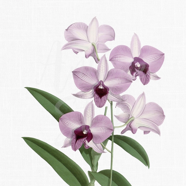 Orchid Flowers Clip Art "Lilac Dendrobium" Botanical Illustration Digital Download Image for Invitations, Crafts, Collages, Wall Art...