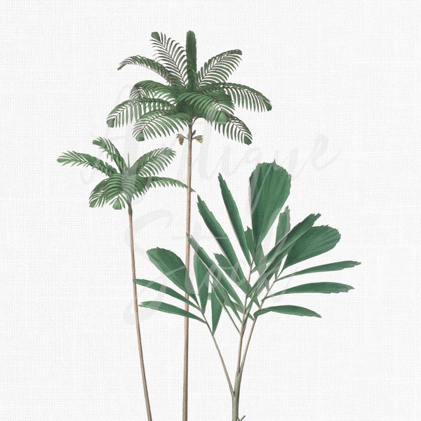 16x20 Palm Print Instant Download "Wettinia Palm" Printable Files for Wall Decor, Decoupage, Wallpaper Design...