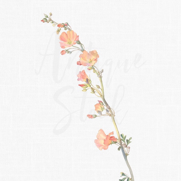 Botanical Illustration "Salmon Globe Mallow" Flower Clipart Digital Download for Wedding Invitations, Collages, Decoupage, Crafts...