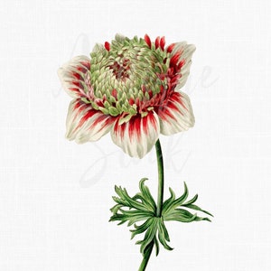 Printable &quot;Poppy Anemone&quot; Flower Digital Image for Wedding Invitations, Prints, Decor, Collages, Decoupage, Digital Scrapbooking, Invites...