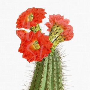 Blossom Cactus Clipart "Mojave Mound Cactus" Botanical Illustration PNG + JPG Images for Crafts, Scrapbooking, Prints, Collages...