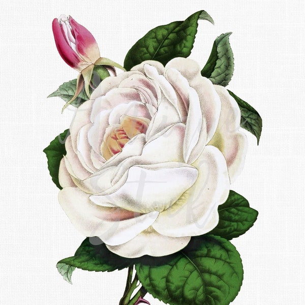 Vintage Rose Clipart "Rosa Indica" Botanical Illustration Instant Download Image for Invitations, Crafts, Collages...