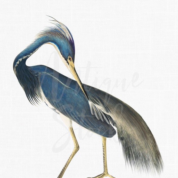 PNG + JPG Bird Image "Louisiana Heron" Printable Digital Download, Vintage Illustration for Wall Art Prints, Decoupage, Collages...