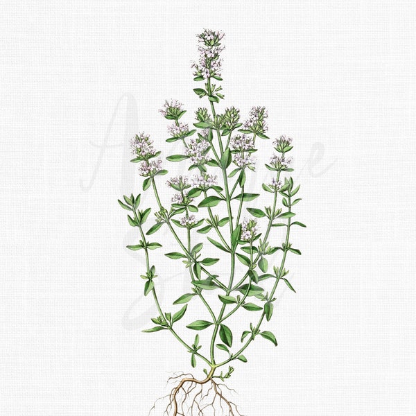 Digital Download Herb Print "Thyme" Botanical Illustration JPG / PNG Files for Crafts, Printing, Decoupage, Collages...