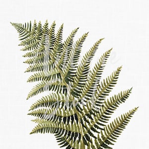 Clipart de feuille, image numérique vintage botanique « fougère » imprimable pour impressions d'art mural, cartes, faire-part, travaux manuels, transferts...