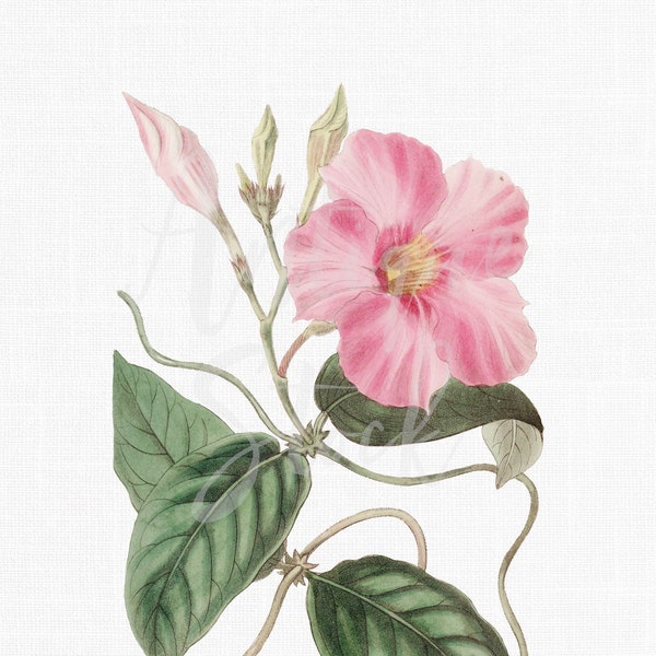 Flower Clipart "Pink Mandevilla" Botanical Illustration Digital Download Image for Wedding Invitations, Scrapbook, Collages, Crafts...