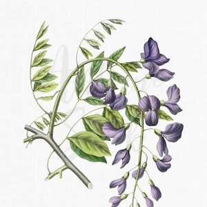 Clipart fleur « Glycine » Illustration botanique Image à téléchargement immédiat pour faire-parts, scrapbooking, impressions, collages, travaux manuels...