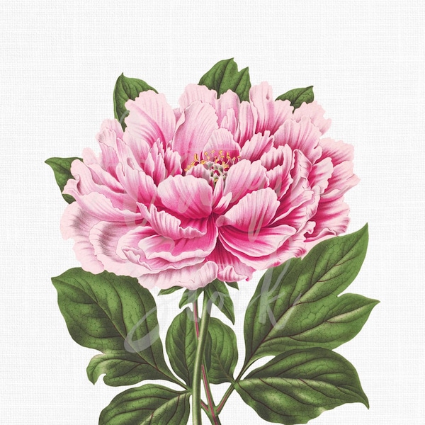 Peony Clipart, Instant Download Flower "Hot Pink Tree Peony" Vintage Illustration for Sublimation, Collages, Invites, Decoupage...