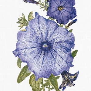 "Botanische Illustration Blume ""Violet Petunia"" Vintage Clip Art Digital Download Bild für Collagen, Design, Einladungen, Grußkarten ..."