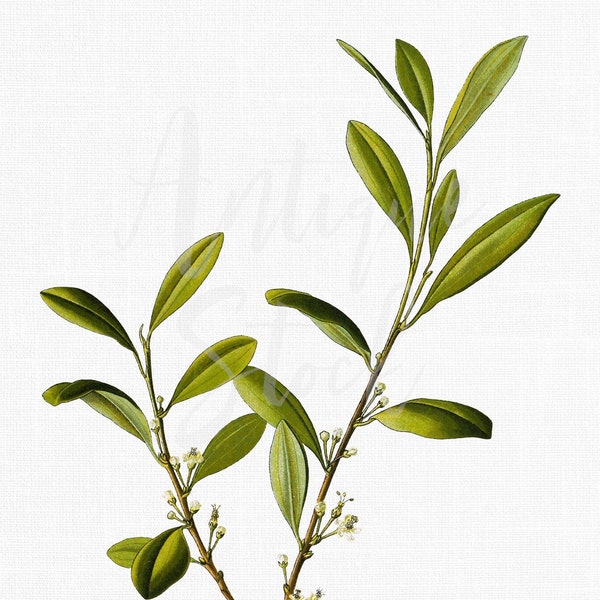 Plant Clipart, Botanical Illustration "Coca" Digital Download for Wall Art Prints, Invitations, Collages, Crafts...