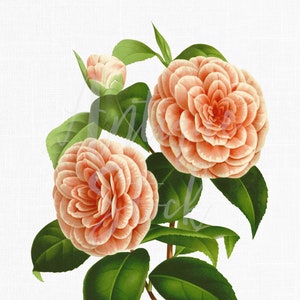 Flower Clipart &quot;Camellia Albino Botti&quot; Digital Download Vintage Illustration PNG + JPG Images for Crafts, Invitations, Collages...