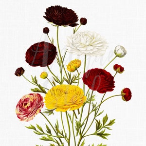 Botanical Illustration &quot;Double Persian Ranunculus&quot; Flower Clipart, Digital Download Image for Prints, Scrapbook, Collages, Crafts...