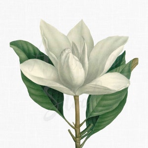 Flower Clip Art &quot;Southern Magnolia&quot; Vintage Art Download for Collages, Scrapbooking, Transfers, Thank You Notes, Gift Tags, Home Decor...