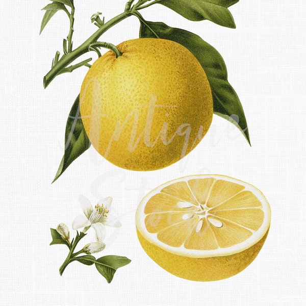 Orange blossom, Fruit Clipart "Seville Orange" Vintage Botanical Illustration for Kitchen Decor, Collages, Decoupage, Invitations...