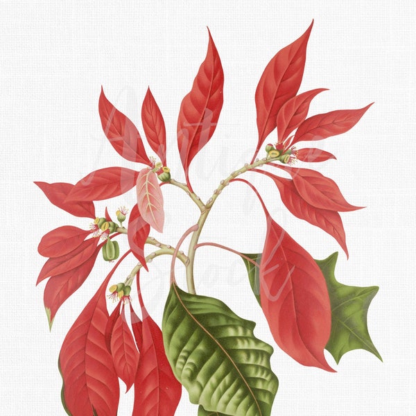 Poinsettia Clipart "Christmas Star" Vintage Botanical Illustration for Wall Art Decor, Collages, Scrapbook, Transfers, Gift Tags...