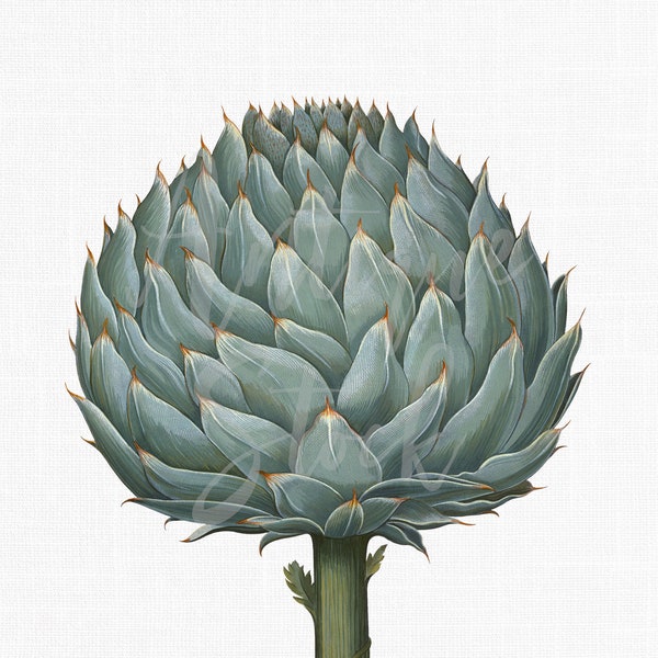 Botanical PNG Image "Artichoke" Vintage Digital Download for Craft Projects, Wall Art, Collages, Transfers, Design, Scrapbooking...