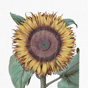 Instant Download "Large Sunflower" Botanical Illustration Image for DIY Crafts, Graphic Design, Collages, Card Making, Invites...
