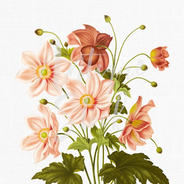 Flowers Clipart "Apricot Anemones" Digital Download Botanical Illustration Image for Wedding Invitations, Wall Art, Collages...