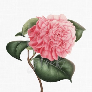 Flower Clip Art "Camellia Triumphans" Botany Print, Printable Instant Download for Invitations, Decoupage, Collages, Crafts...