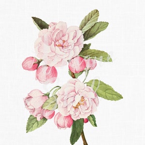 Roze bloemen clipart "Crab Apple" botanische illustratie digitale download afbeelding voor huwelijksuitnodigingen, scrapbooking, collages, ambachten...