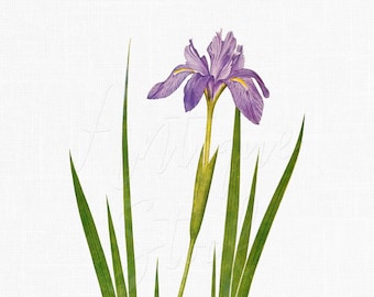 Iris Clipart PNG Files, Botanical Art Digital Download "Iris Nepalensis" Image for Wedding Invitations, Prints, Collages, Crafts...