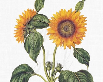 May include: A botanical illustration of two sunflowers with green leaves and stems. The sunflowers are in bloom with yellow petals and brown centres.