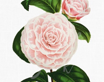 Pink Flower Clipart "Camellia Bicolore" PNG & JPG Botanical Illustrations for Invitations, Collages, Wall Art...