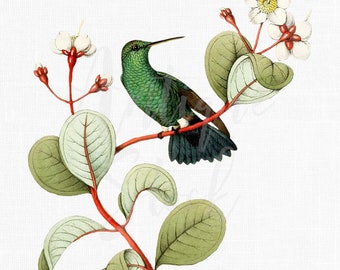 Hummingbird Clipart "Amazilia Saucerrottei" Vintage Botanical Illustration for Collages, Invites, Crafts, Card Making, Altered Art...