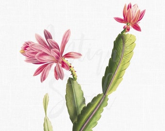 Cactus PNG Clipart "Pink Cactus Flower" Digital Download Botanical Illustration Art Image for Invitations, Crafts, Collages, Wall Art...