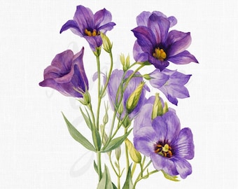 PNG + JPG Vintage Flower Image "Texas Bluebell" Botanical Illustration, Digital Download for Wall Art, Wedding Invitations, Crafts...